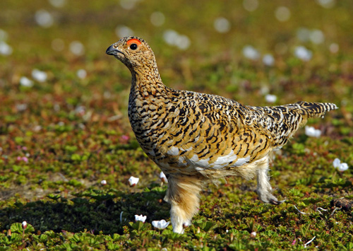 ����� ���������